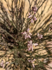 Polygala scoparioides