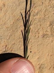 Polygala scoparioides