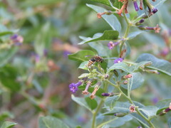 Brachygastra lecheguana