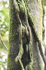 Temnadenia