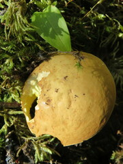 Hemileccinum