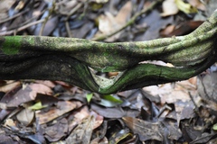 Temnadenia
