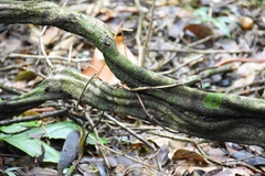 Temnadenia