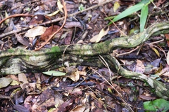 Temnadenia