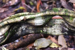 Temnadenia