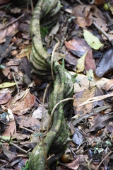 Temnadenia