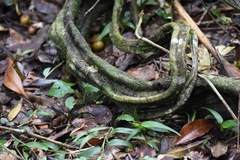 Temnadenia