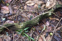 Temnadenia