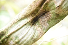 Temnadenia