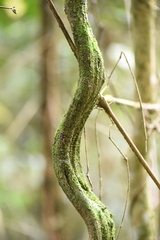 Temnadenia