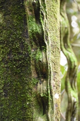 Temnadenia