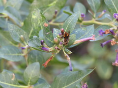 Brachygastra lecheguana