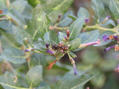 Brachygastra lecheguana
