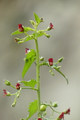 Scrophularia peregrina