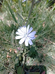 Cichorium intybus