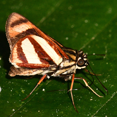 Propertius propertius