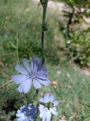 Cichorium intybus