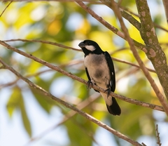 Sporophila lineola