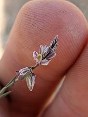 Polygala scoparioides
