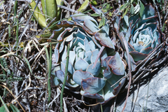 Echeveria