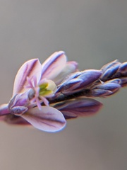 Polygala scoparioides