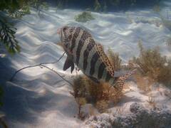 Goniistius rubrolabiatus