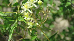 Diadasia