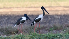 Ephippiorhynchus asiaticus