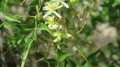 Diadasia
