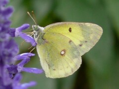 Colias poliographus