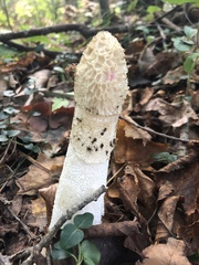 Phallus duplicatus