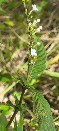 Image of Gonzalagunia hirsuta by (c) Tom Kennedy, some rights reserved (CC BY)