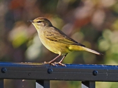 Setophaga palmarum hypochrysea