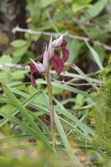 Serapias cordigera
