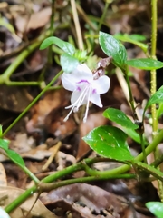 Strobilanthes ciliata