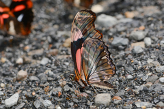 Podotricha telesiphe