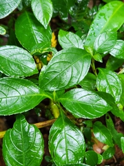 Strobilanthes ciliata
