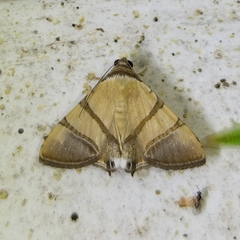 Eulepidotis julianata