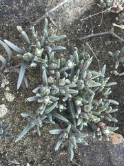 Delosperma pottsii