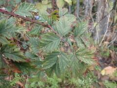 Rubus laciniatus