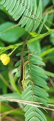Anolis krugi