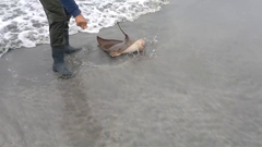 Myliobatis peruvianus