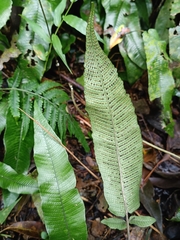 Grypothrix triphylla