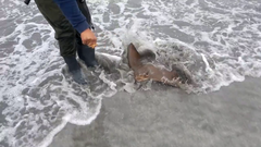 Myliobatis peruvianus