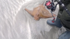 Myliobatis peruvianus