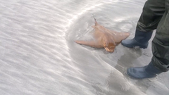 Myliobatis peruvianus