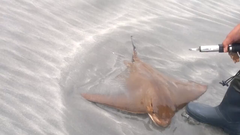 Myliobatis peruvianus