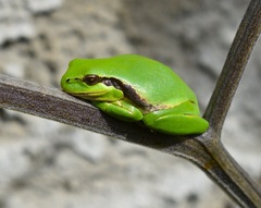 Hyla molleri