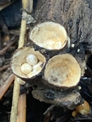 Nidulariaceae
