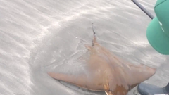 Myliobatis peruvianus